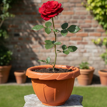 قواوير زراعية شكل زهرة