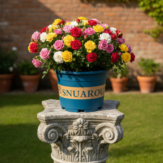 قواوير مزروعات مع كتابة